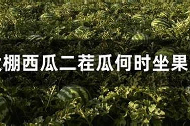 小型西瓜栽培大棚三膜覆盖二茬瓜的管理方法是什么