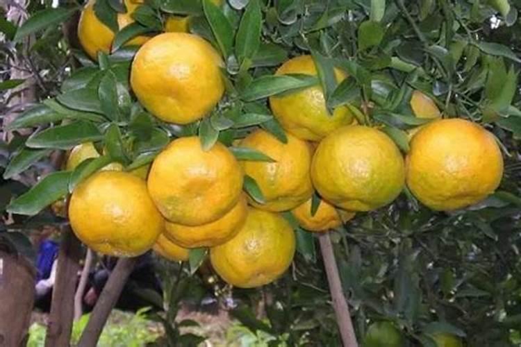 柑桔转色快用什么药好