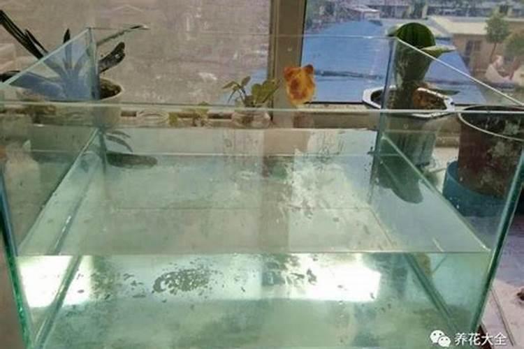 花叶喷什么又绿又亮
