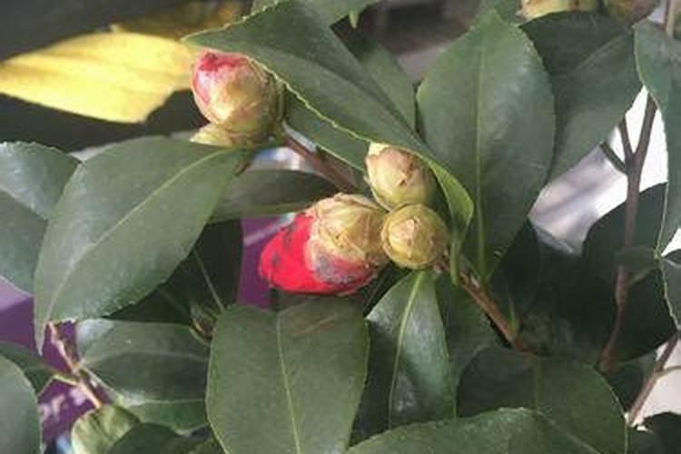 四季红山茶盆栽怎么养