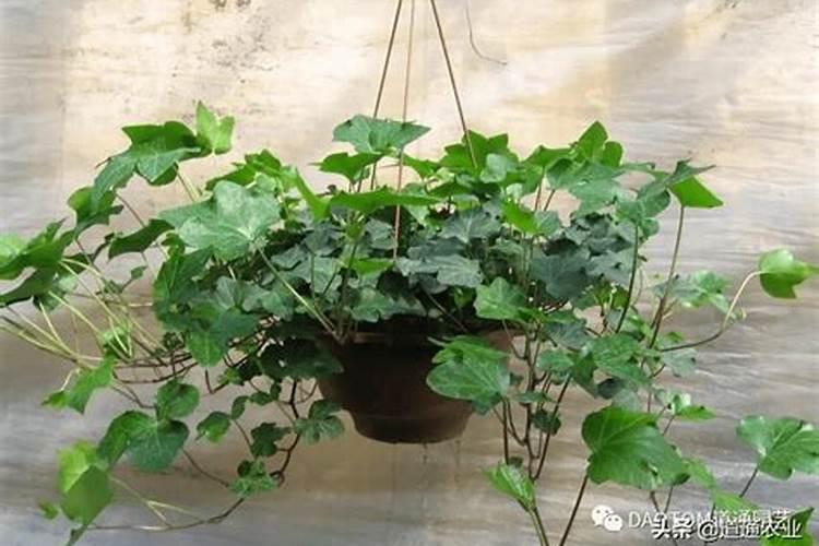 常青藤怎么养才能更旺盛,如何才能让常青藤长得更茂盛更长