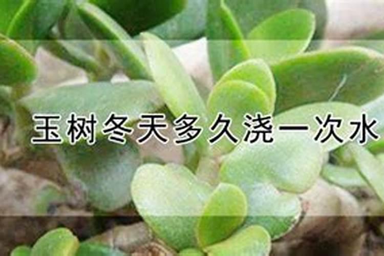 玉树开花？真是“小意思”,5个窍门养成老树,满树开花吉祥旺家