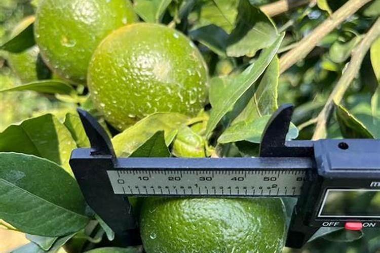 秋月梨果实木栓发生原因及综合防治技术