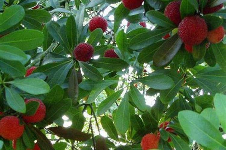 无花果果树如何施肥 无花果果树施肥方法及时间
