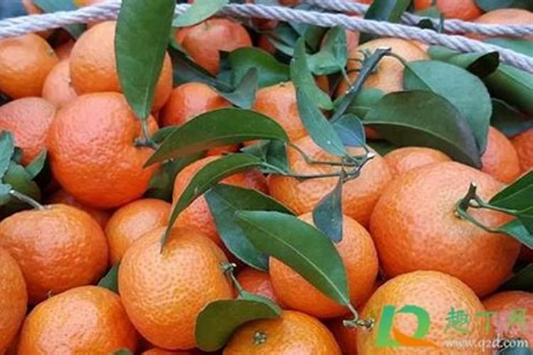 2年樱桃树施多少肥合适