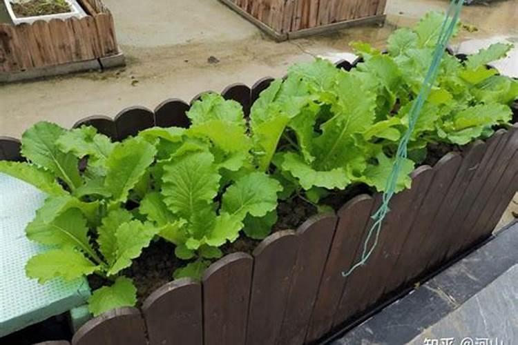 冬青树可以在花箱里种植吗？