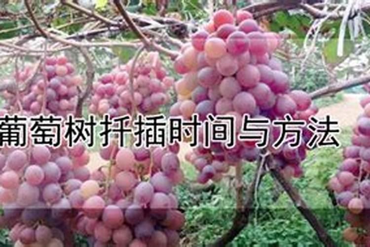 光碳核肥基肥怎么用效果最好