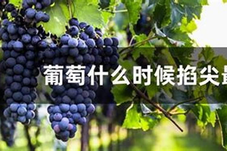 “万能”的芸苔素内酯,你用对了吗？附最全使用方案