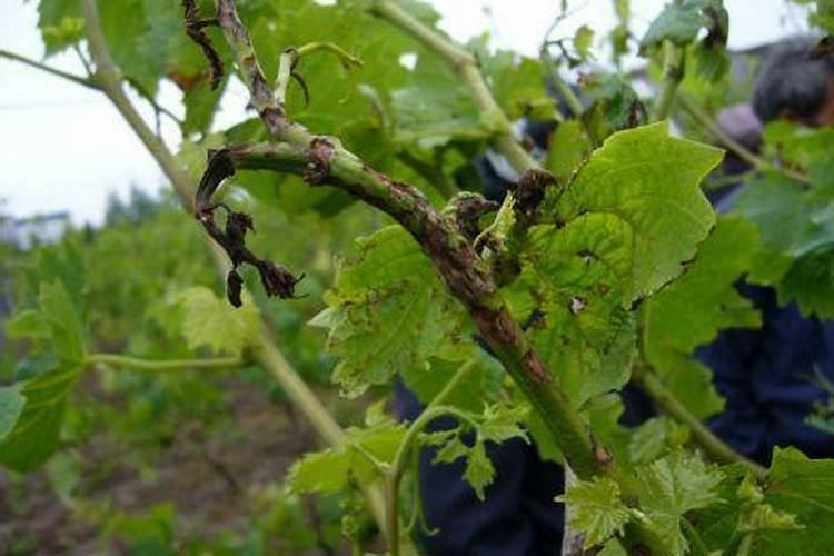 促进常绿果树花芽分化有哪些措施