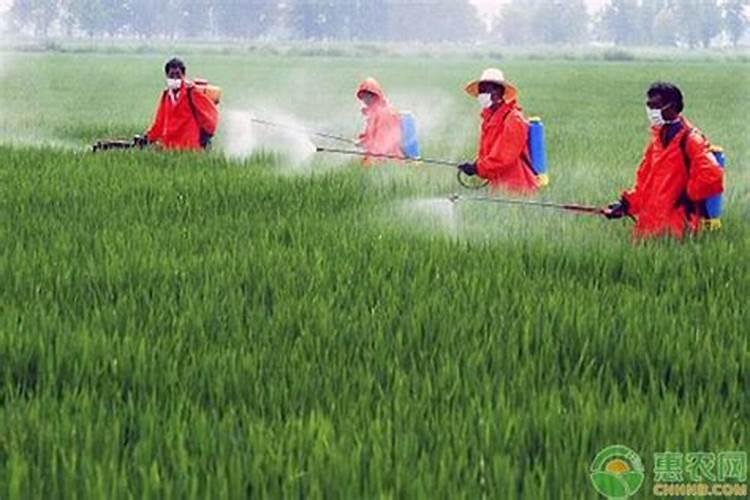 玉米除草剂能和叶面肥混用吗