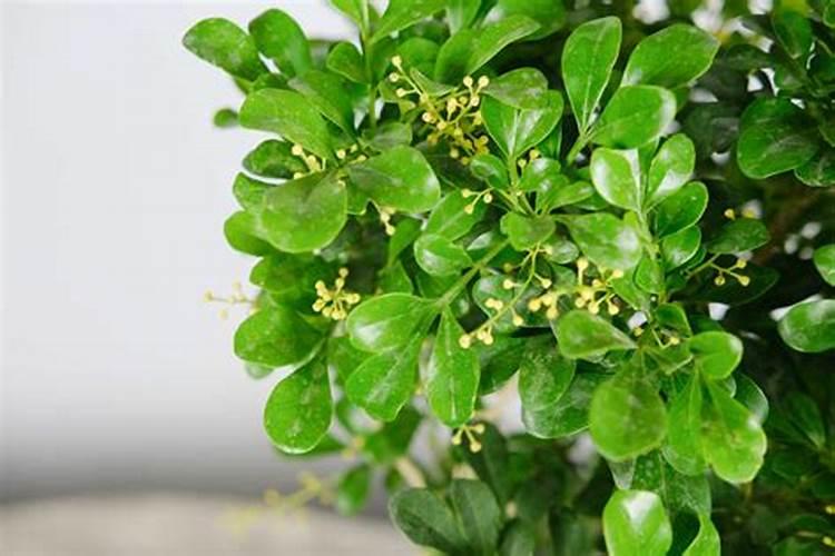 米兰花花期怎么施肥