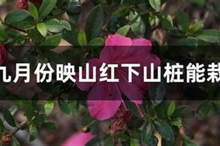 映山红能不能施肥