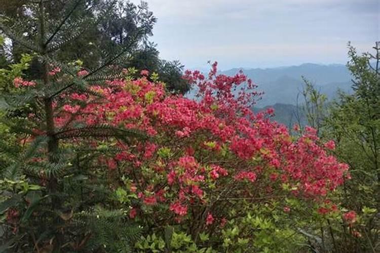请问大家映山红盆景用什么肥料施肥？怎么管理？