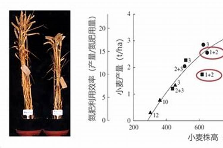 甘蔗发芽后施什么肥料