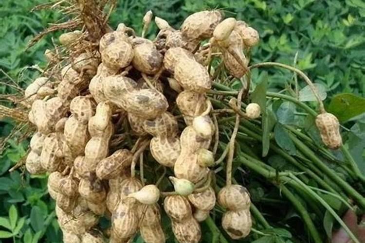 种完花生再种红薯用什么肥料？