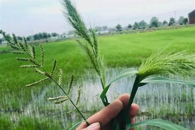 施尿素是施地面好还是埋泥土里好？