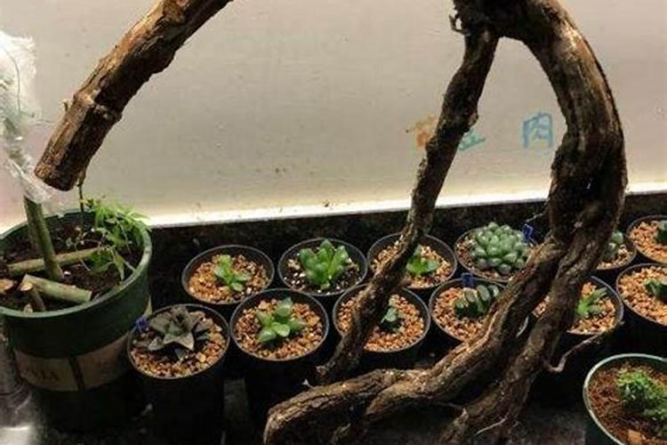 山木香在沙子里栽好活吗？