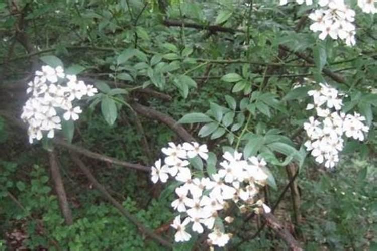 山木香在沙子里栽好活吗？