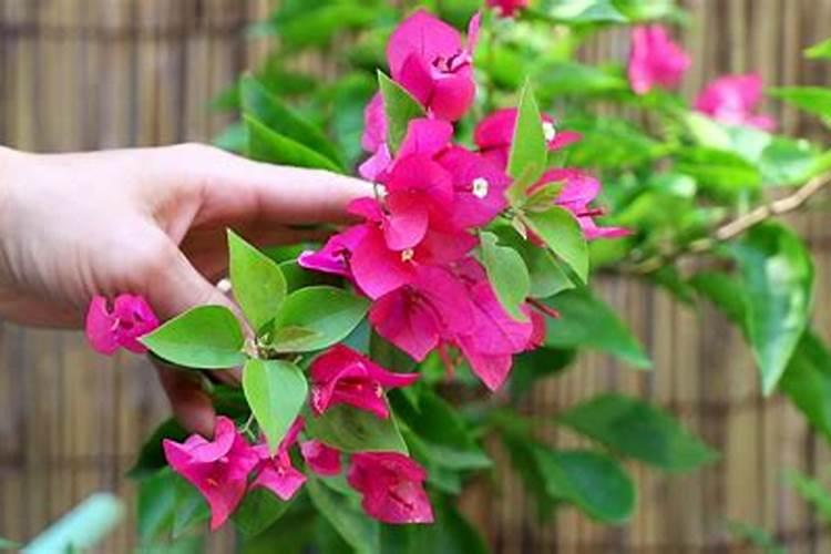三角梅开花期间怎么施肥？施什么肥？