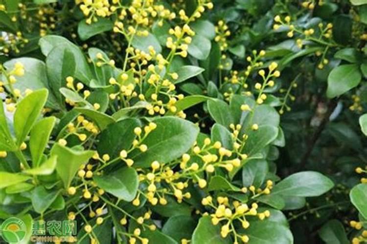 迎春花为什么肥料