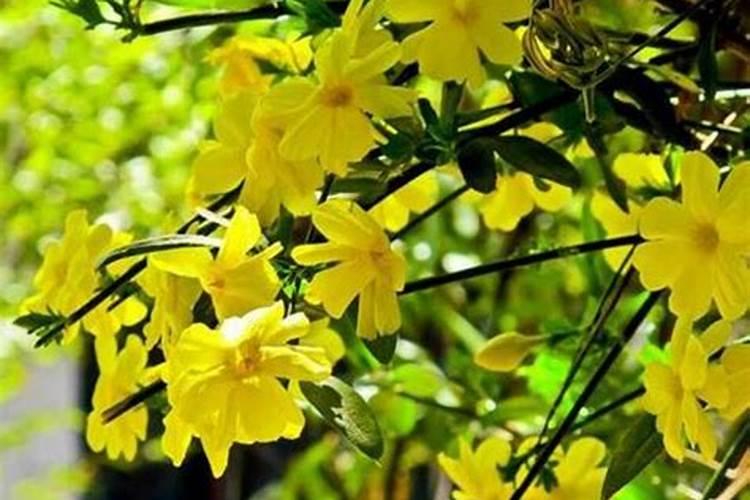 迎春花喜肥吗 喜欢施什么肥料
