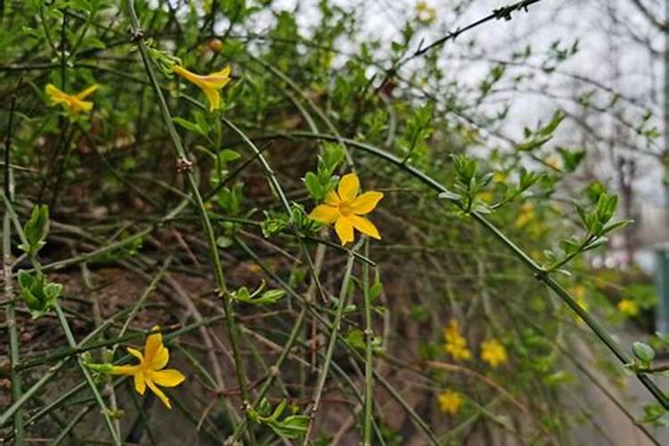 迎春花怎么施肥