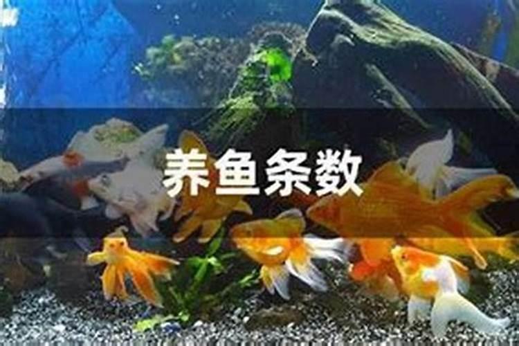 鱼蛋白自制配方比例