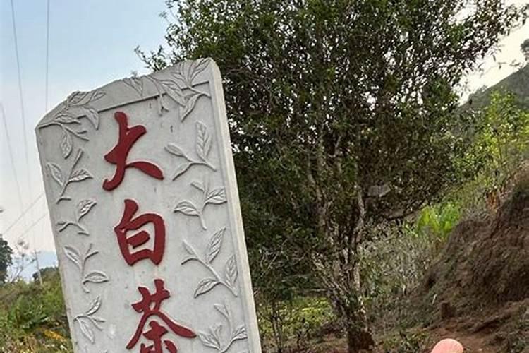 无公害茶叶怎么施肥？详解无公害茶叶施肥技术