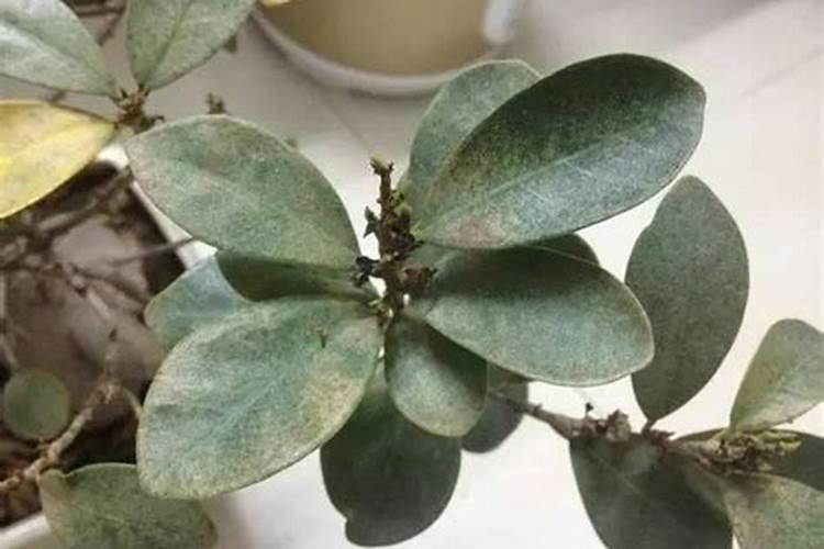 金豆盆景如何促花保果？