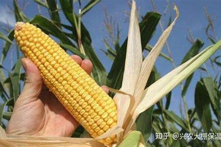 种植玉米需要多少肥料尿素二铵钾肥？