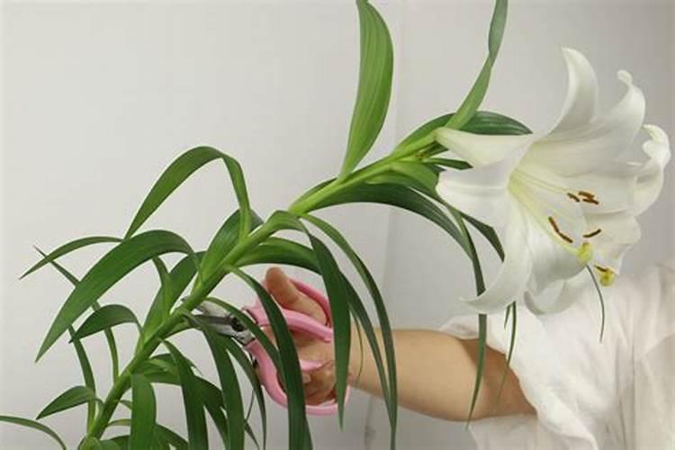 百合花施肥方法,用什么肥好