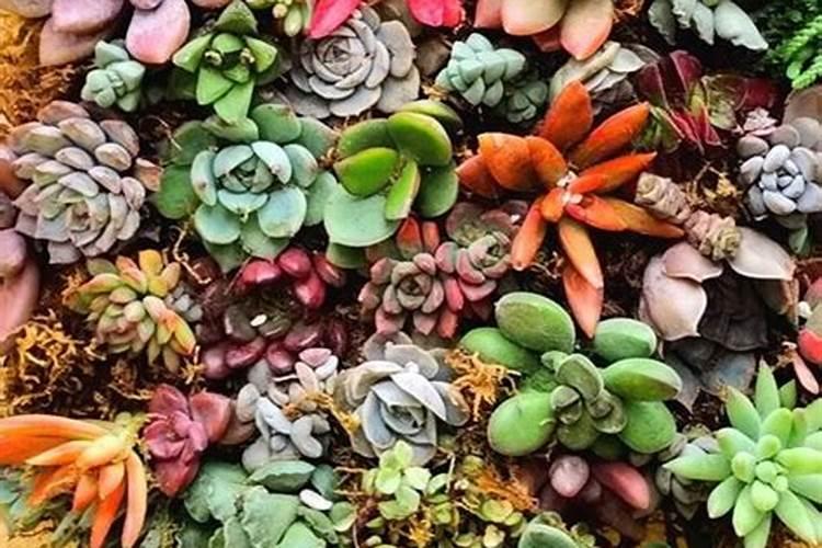 让多肉叶片肥厚施什么肥？