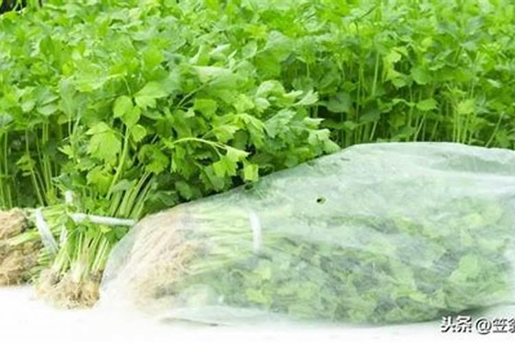 芹菜地里的滴管带长清苔用什么药清除？