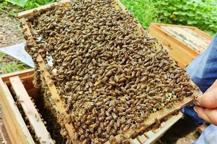 水溶肥是什么肥料怎样使用