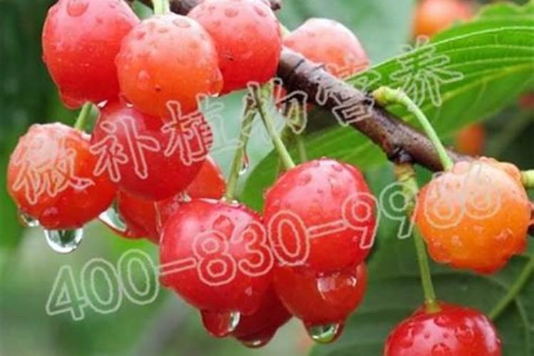 红糖叶面肥的配方 一起来看看