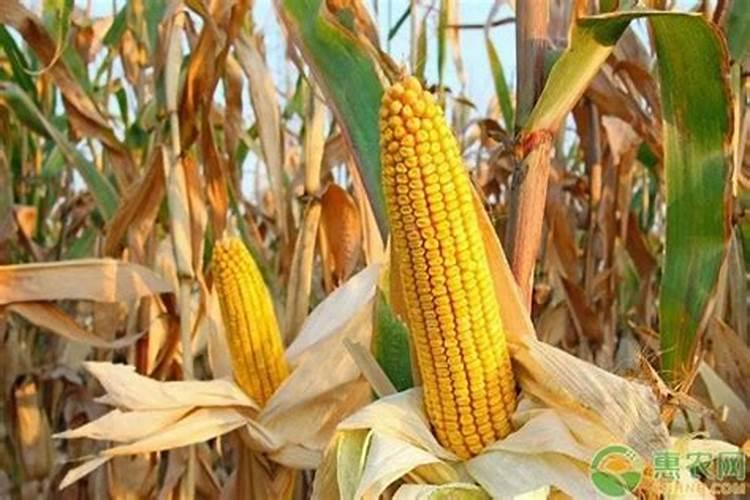夏玉米追肥新讲究
