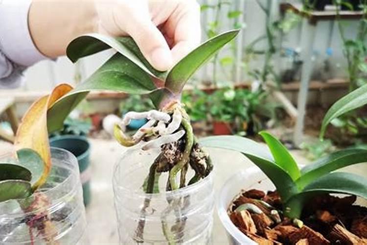 蝴蝶兰没根了如何生根