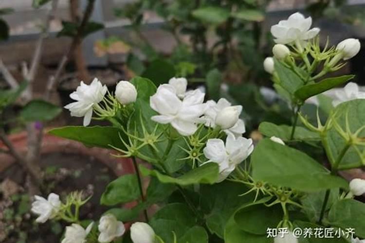 茉莉花浇什么肥料合适