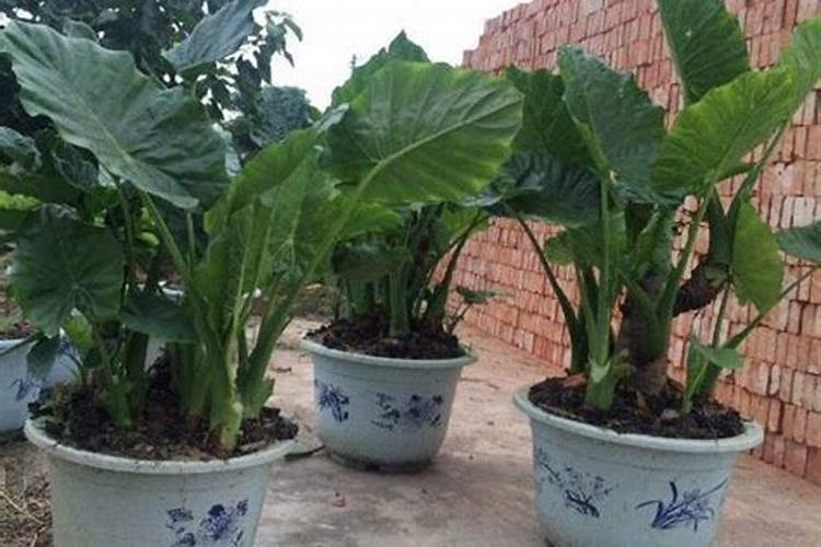 观音莲浇什么肥料合适