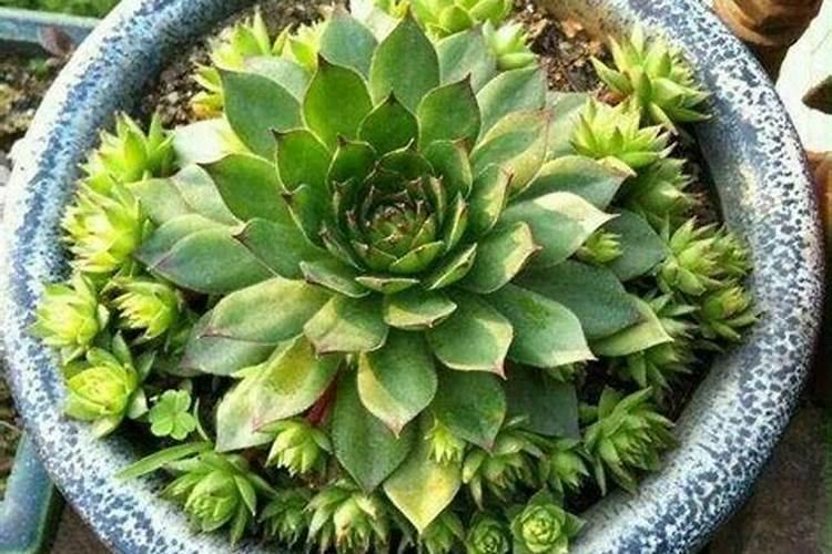 观音莲什么季节施肥最好 施肥多少合适