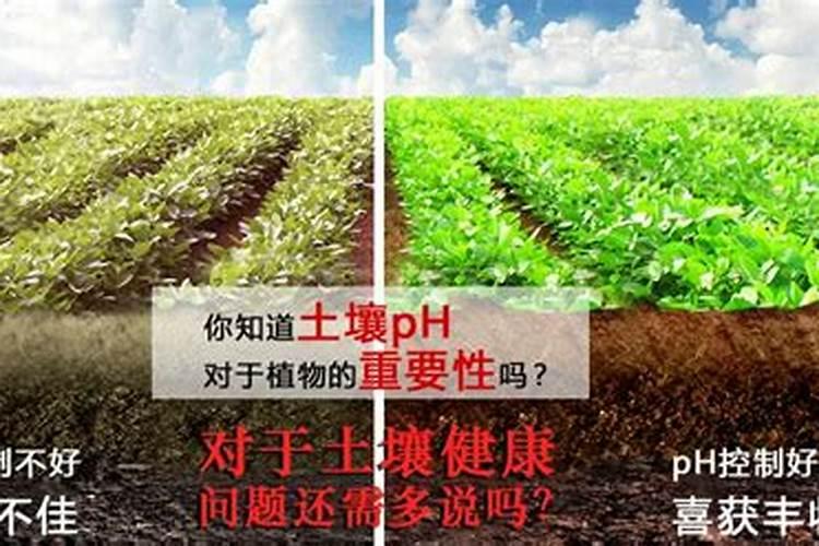碱性土壤怎样施肥才能杀碱？