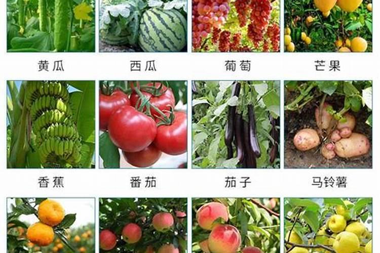 冬枣树可以经常喷云苔素内脂嘛？