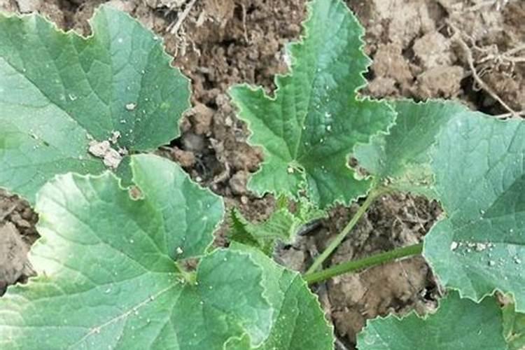 大地脆瓜什么时候种植技术？