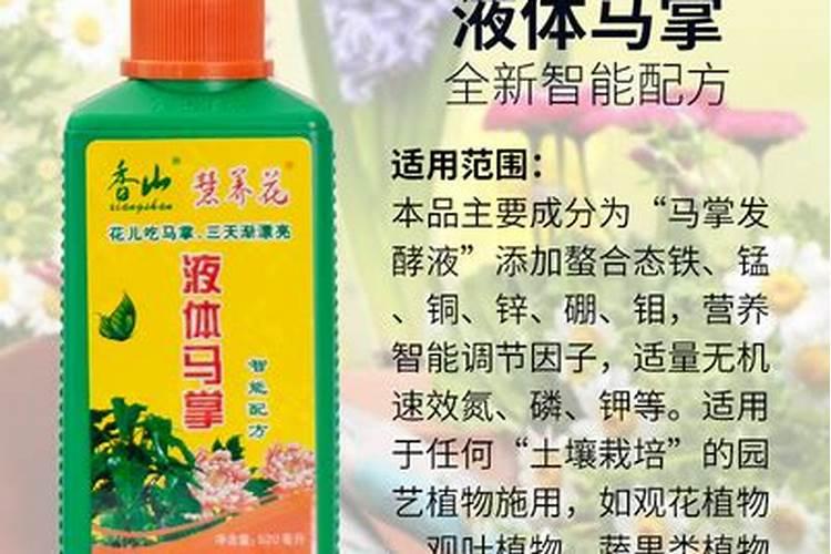 马掌如何养花