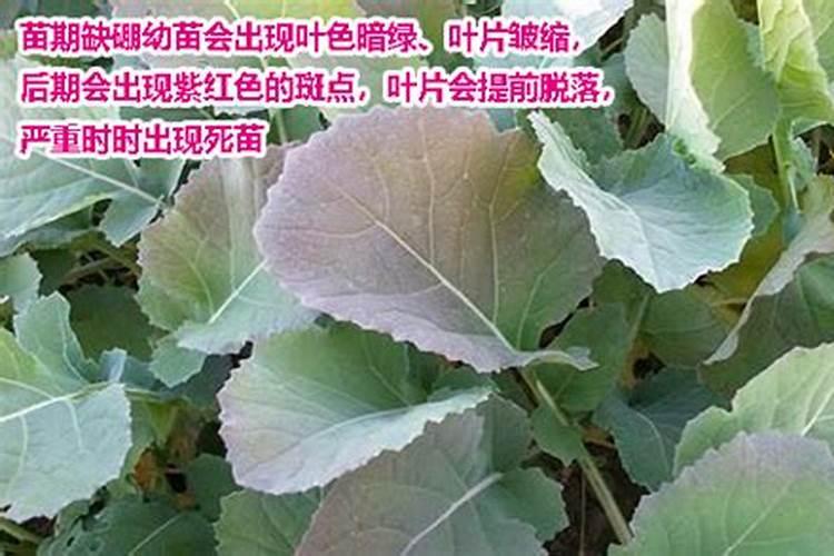 硼肥的作用 缺硼和硼肥过量症状
