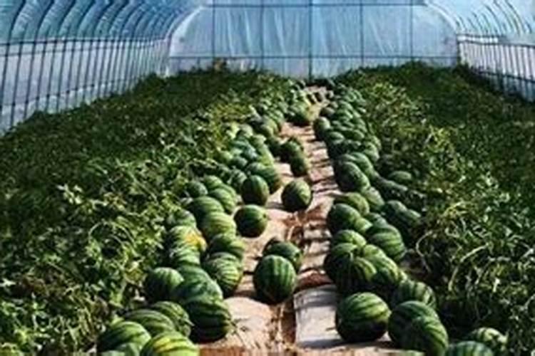 种植大棚西瓜,应该如何进行施肥管理呢？