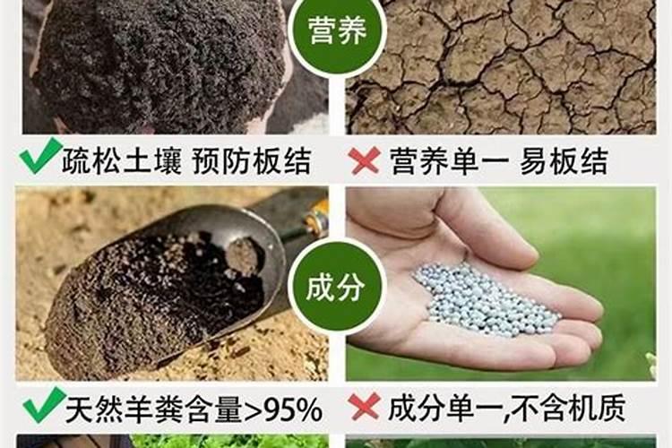 7月种大蒜的正确方法