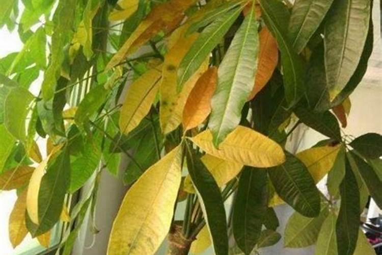 水蜜桃是很受欢迎的水果,一般种植水蜜桃用什么肥料？
