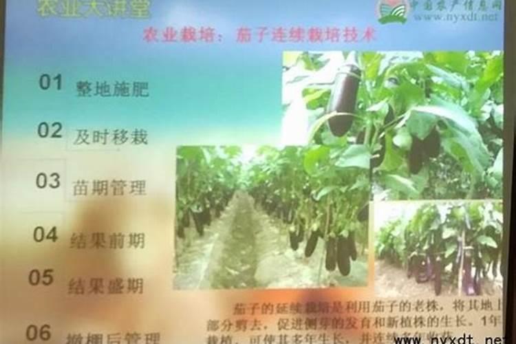 培育茄子苗的营养土复合肥料放多了怎么办