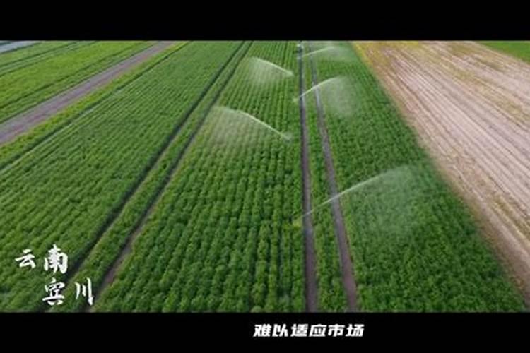 榴莲放什么肥料生长快？